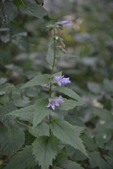Campanula trachelium