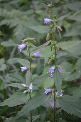 Campanula trachelium