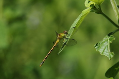 Erpetogomphus crotalinus