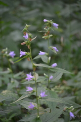 Campanula trachelium