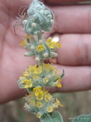 Buddleja stachyoides