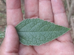 Buddleja stachyoides
