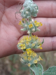 Buddleja stachyoides