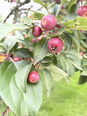 Peraphyllum ramosissimum