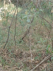 Buddleja stachyoides