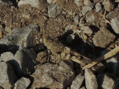 Oedipoda germanica