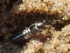 Philonthus caerulescens