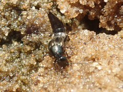 Philonthus caerulescens