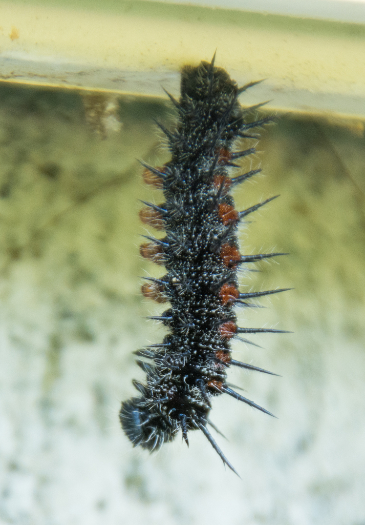 Mourning Cloak from 191 Fish Hatchery Road Dorion,Thunder Bay District ...