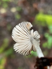 Pluteus nanus