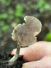 Pluteus nanus