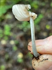 Pluteus nanus