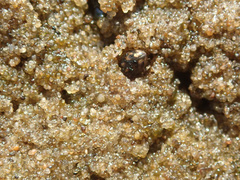 Heterocerus marginatus