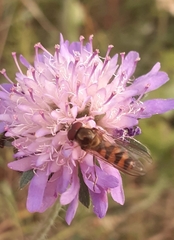 Meliscaeva cinctella