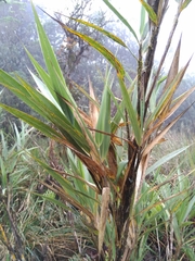 Chusquea tessellata