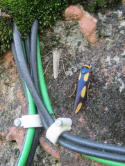 Monosyntaxis trimaculata