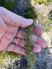 Thamnochortus fruticosus