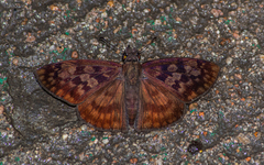 Anastrus sempiternus sempiternus