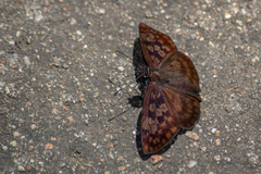 Anastrus sempiternus sempiternus