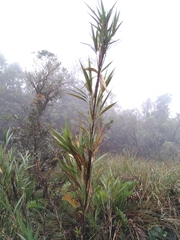 Chusquea tessellata