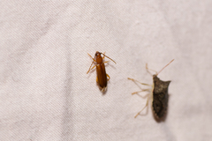 Smodicum cucujiforme