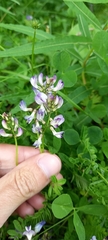 Astragalus alpinus