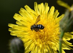 Dianthidium subparvum