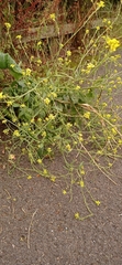 Brassiceae