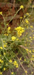 Brassiceae
