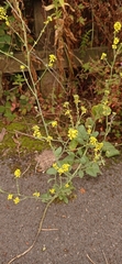 Brassiceae