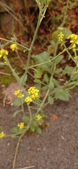 Brassiceae