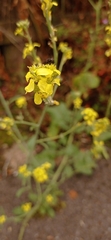 Brassiceae