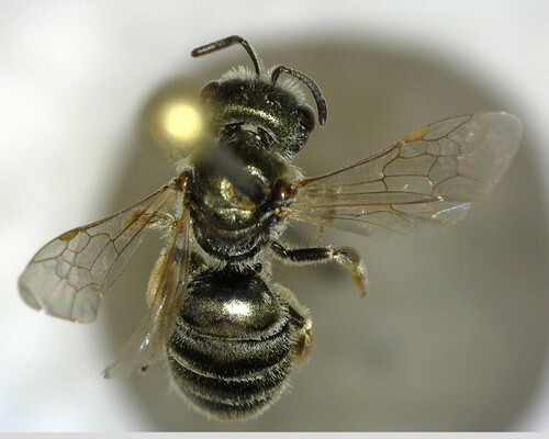 iNaturalist observation photo of Tripartite Sweat Bee