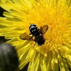 Dianthidium subparvum