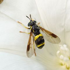 Chrysotoxum bicinctum