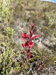 Tritoniopsis pulchra