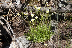 Saxifraga aspera