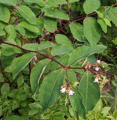 Apocynum androsaemifolium image