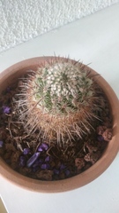 Mammillaria