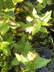 Epilobium luteum