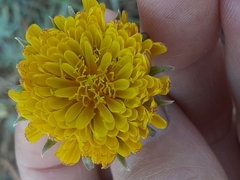 Microseris laciniata