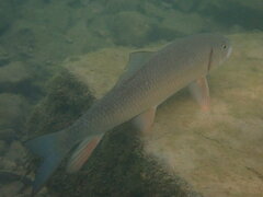 Moxostoma erythrurum