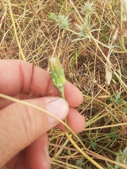 Microseris laciniata