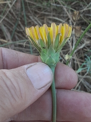 Microseris laciniata