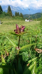 Gentiana purpurea