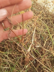 Microseris laciniata