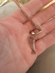 Microseris laciniata