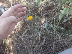 Microseris laciniata