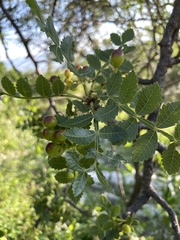 Bursera glabrifolia