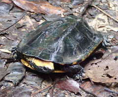 Platemys platycephala